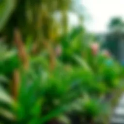 Lush green garden featuring native plants