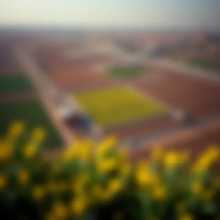 Aerial Perspective of Dubai's Agricultural Landscape Aerial view of agricultural fields in Dubai showcasing diverse crops