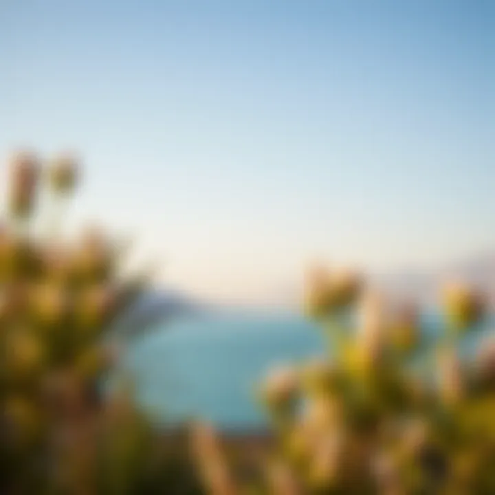Tranquility at Hatta Lake Serene view of Hatta's turquoise lake