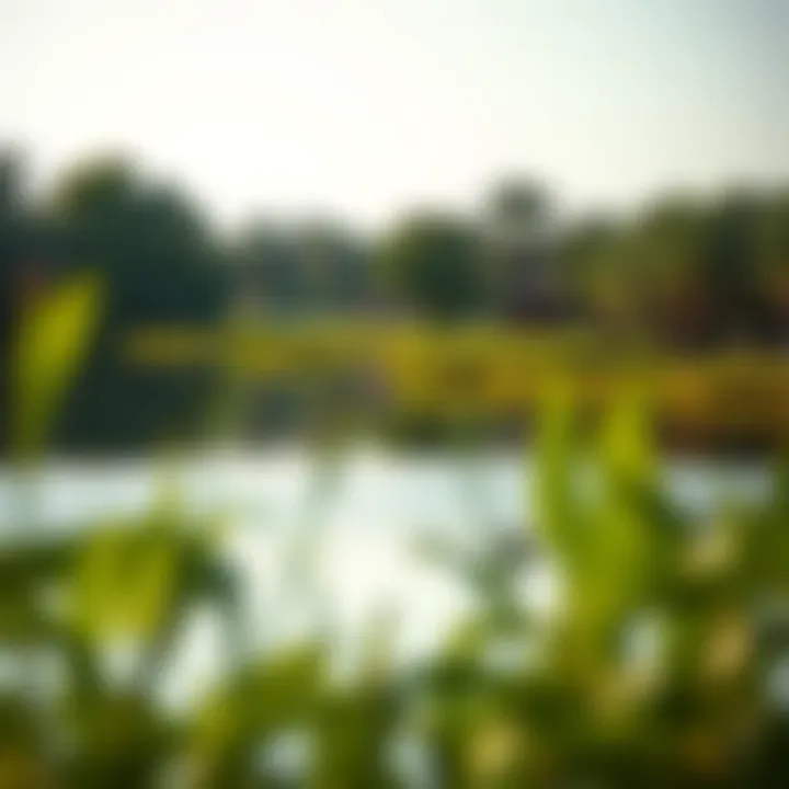 Tranquil scene of the lake surrounded by lush greenery